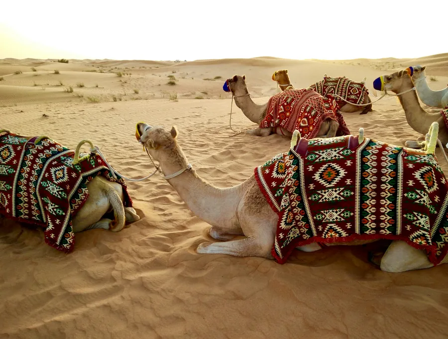 Camels in traditional red saddle blankets resting on the sand